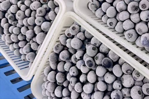 今年价格跌破6元一斤, 论吨卖 的蓝莓,是贵州水果中的 第二茅台